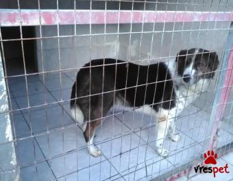 Ράτσα: Άγνωστο - Ημίαιμο | Ηλικία: 4 ετών | Φύλο: Θηλυκό | Αρ. Microchip: 981022212121212 | Περιοχή: Αττική